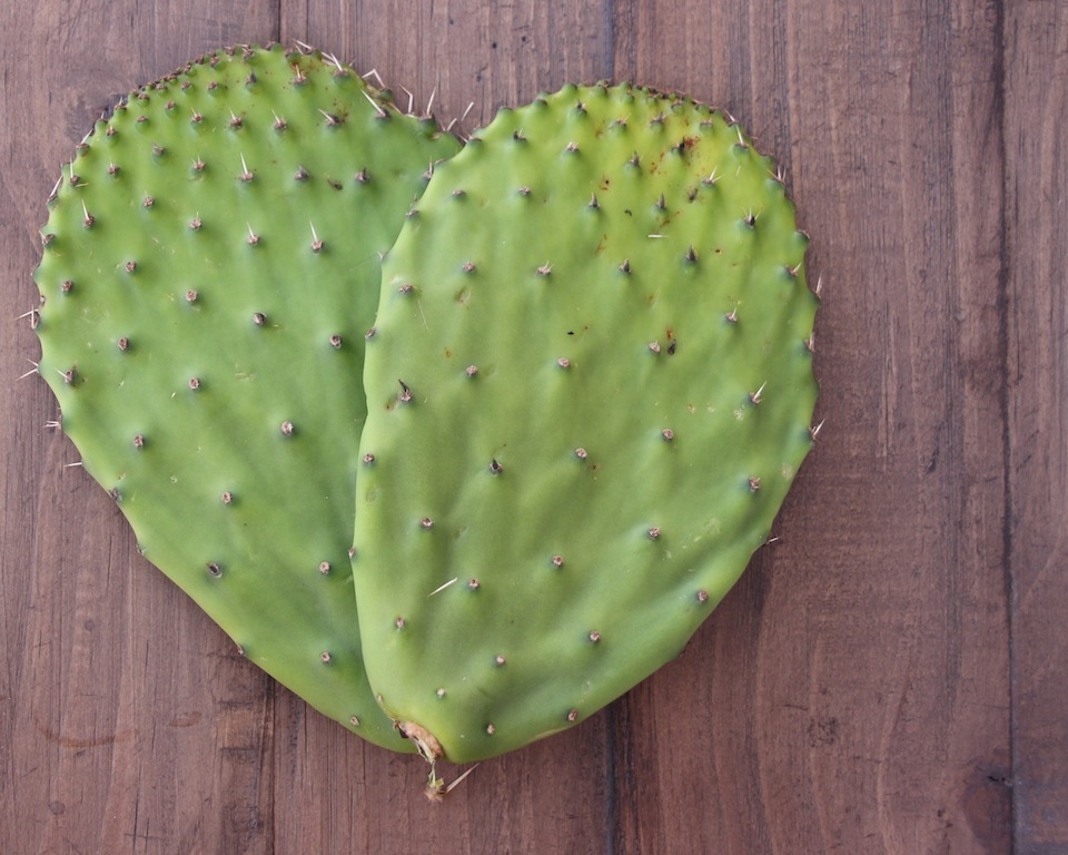 nopales-cactus-paddle