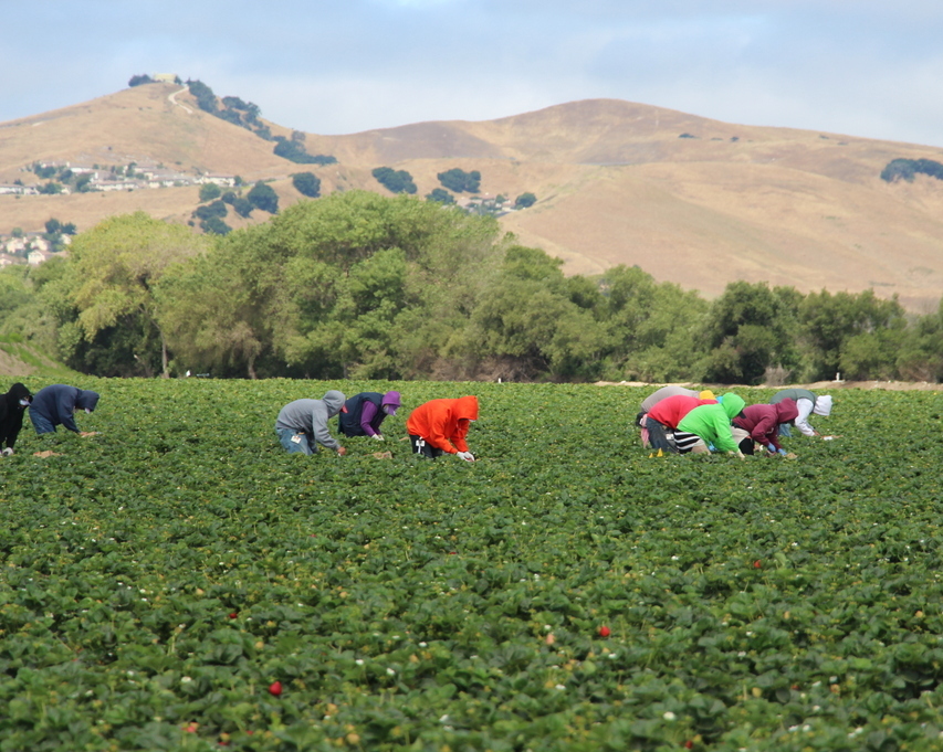 The human hands behind California's strawberry industry. #CAStrawberries