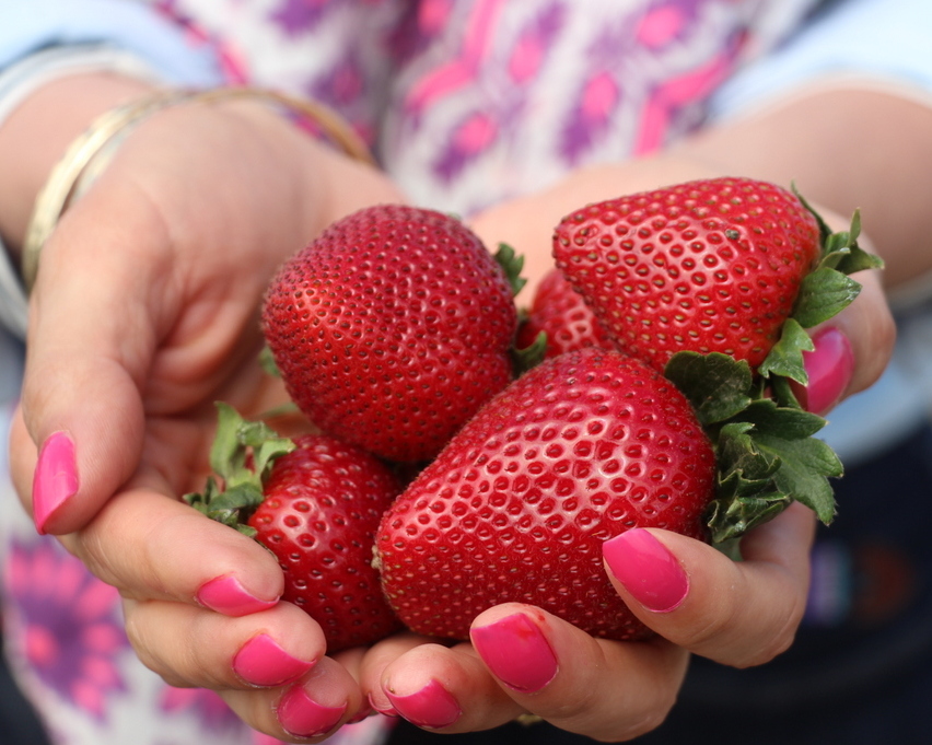 #CaStrawberries California Strawberries from Salinas, CA | Fresalva Berry, LLC