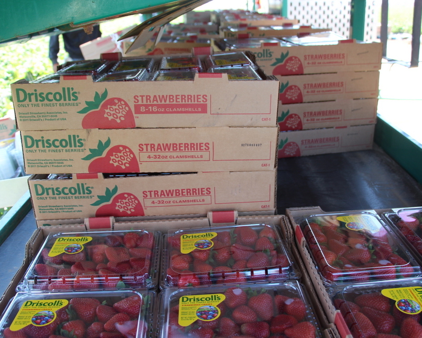 Strawberries ready to be shipped.