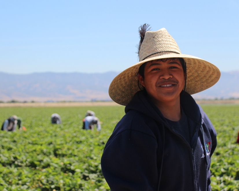 The human hands behind California's strawbery industry.