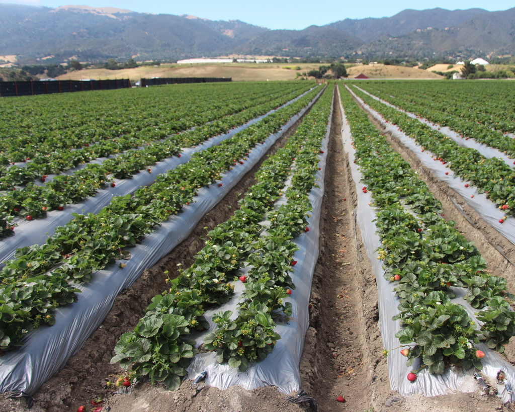 Rows of strawberry as far as the eye could see.