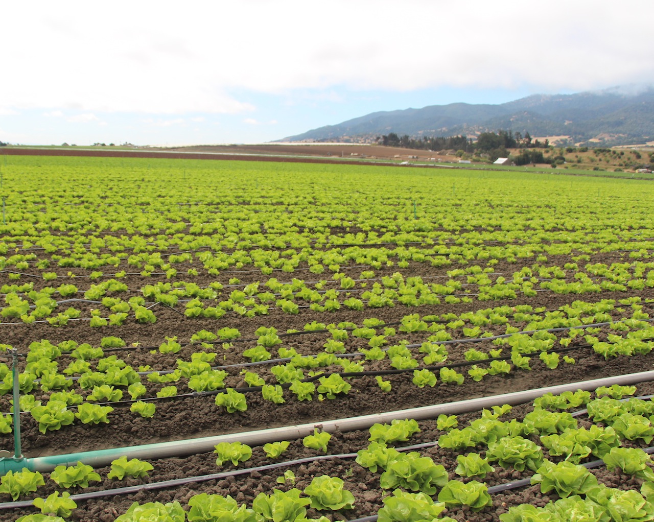 Rows and rows of butterhead lettuce in Salinas, CA