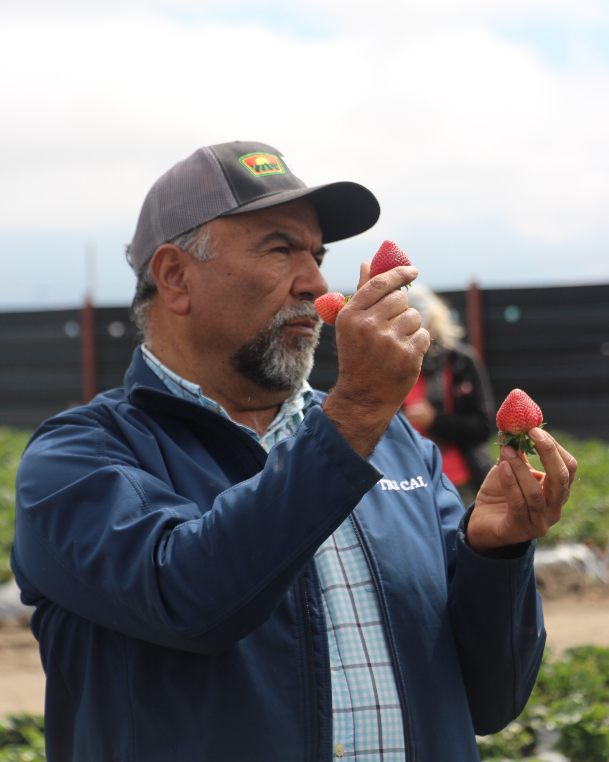 Jesús Alvarado explains the different stages of strawberry growth.