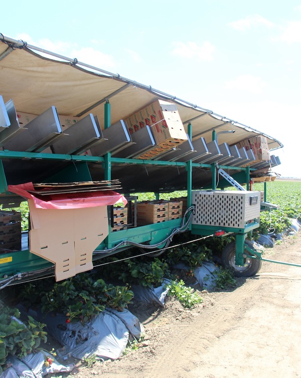 Fresalva Berry, LLC #CAStrawberries