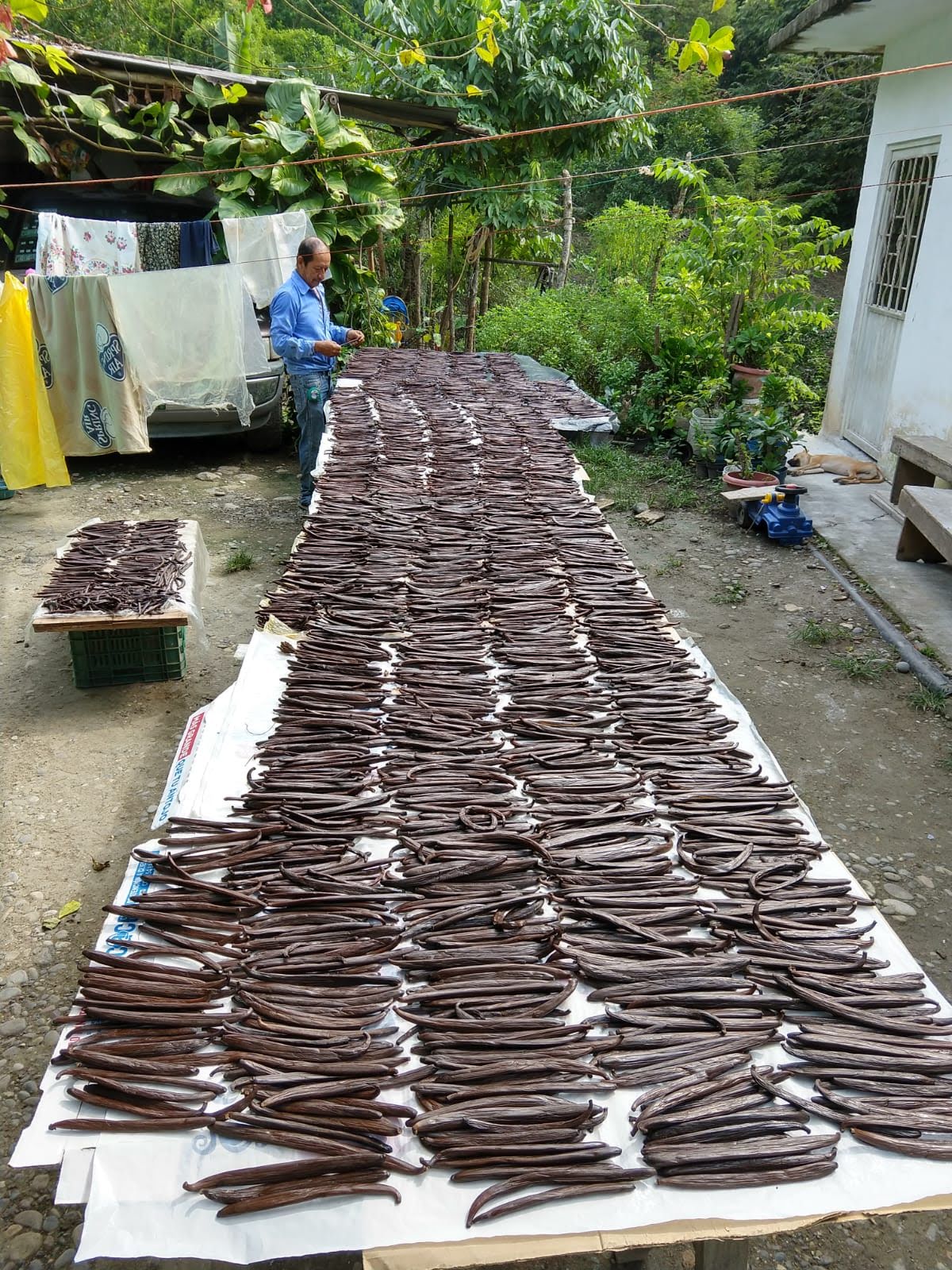 Vanilla beans Papantla Veracruz