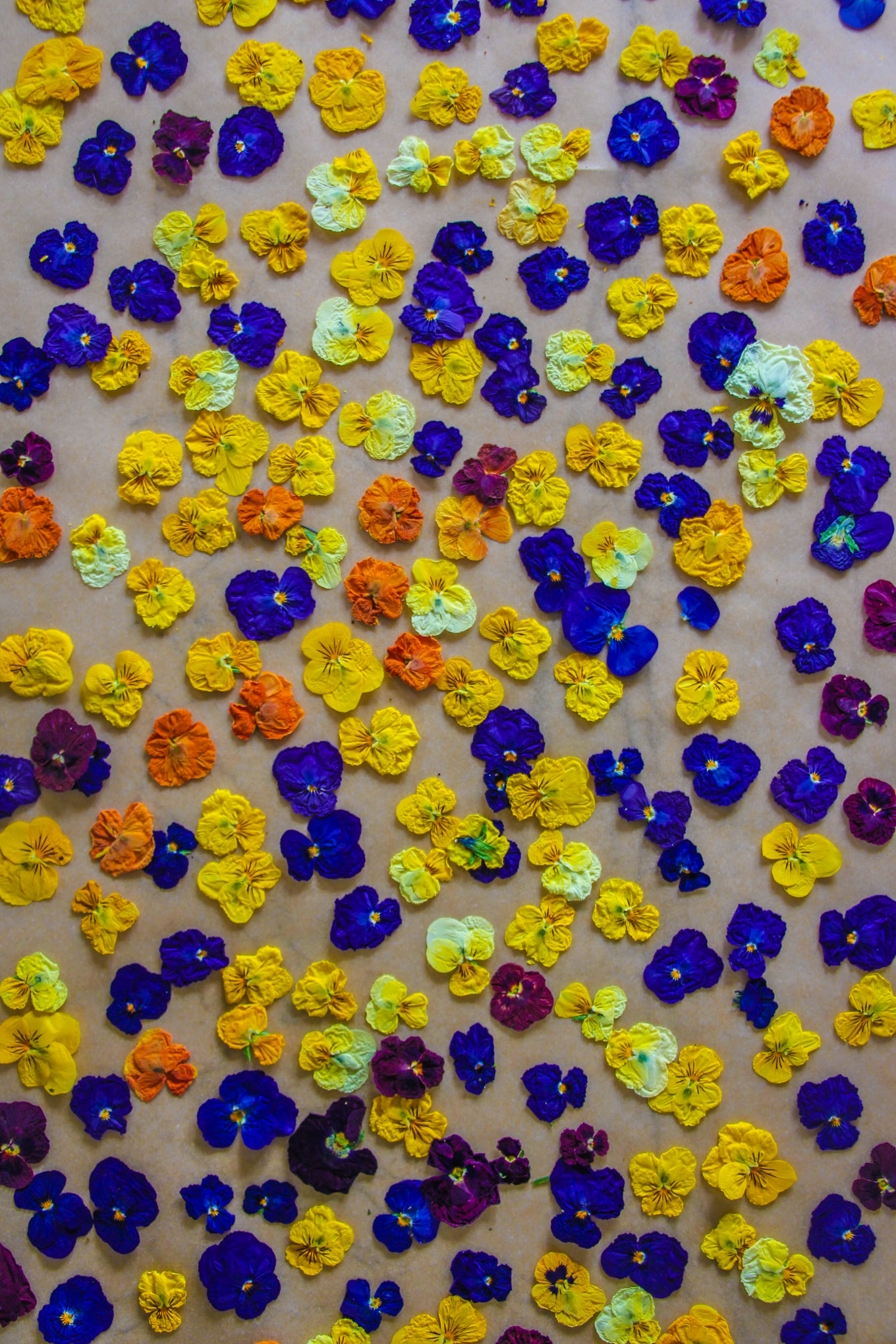 Edible flowers Edible flower cocktail Edible flowers for cocktails Edible flower list Edible flower ice cubes Edible flower cocktail Edible flowers DIY