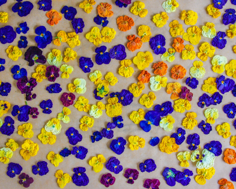 Edible flowers Edible flower cocktail Edible flowers for cocktails Edible flower list Edible flower ice cubes Edible flower cocktail Edible flowers DIY