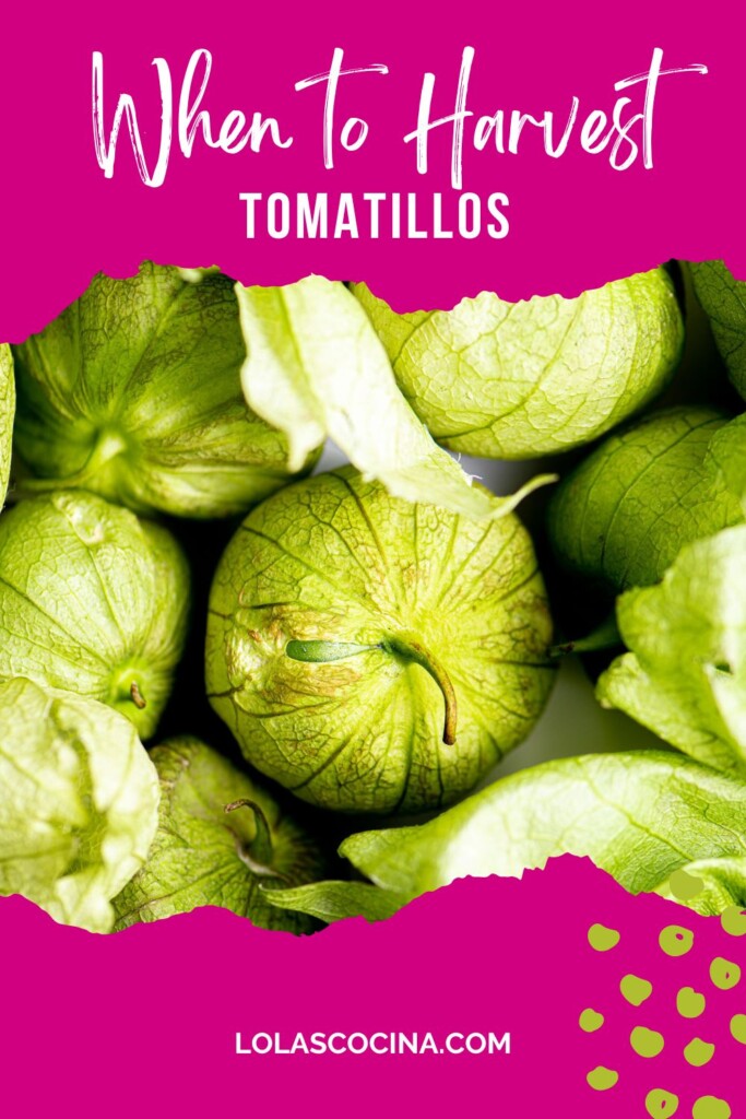 When to Harvest Tomatillos, How to Grow Tomatillos