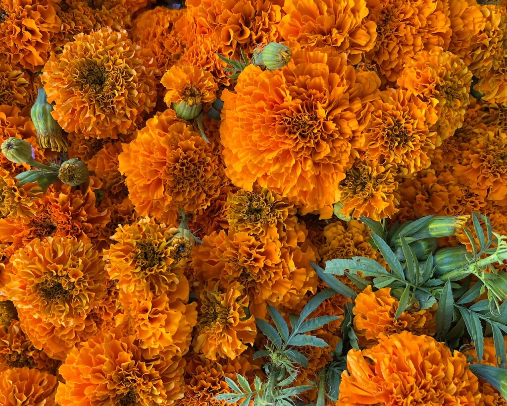 Marigold Flowers Significance