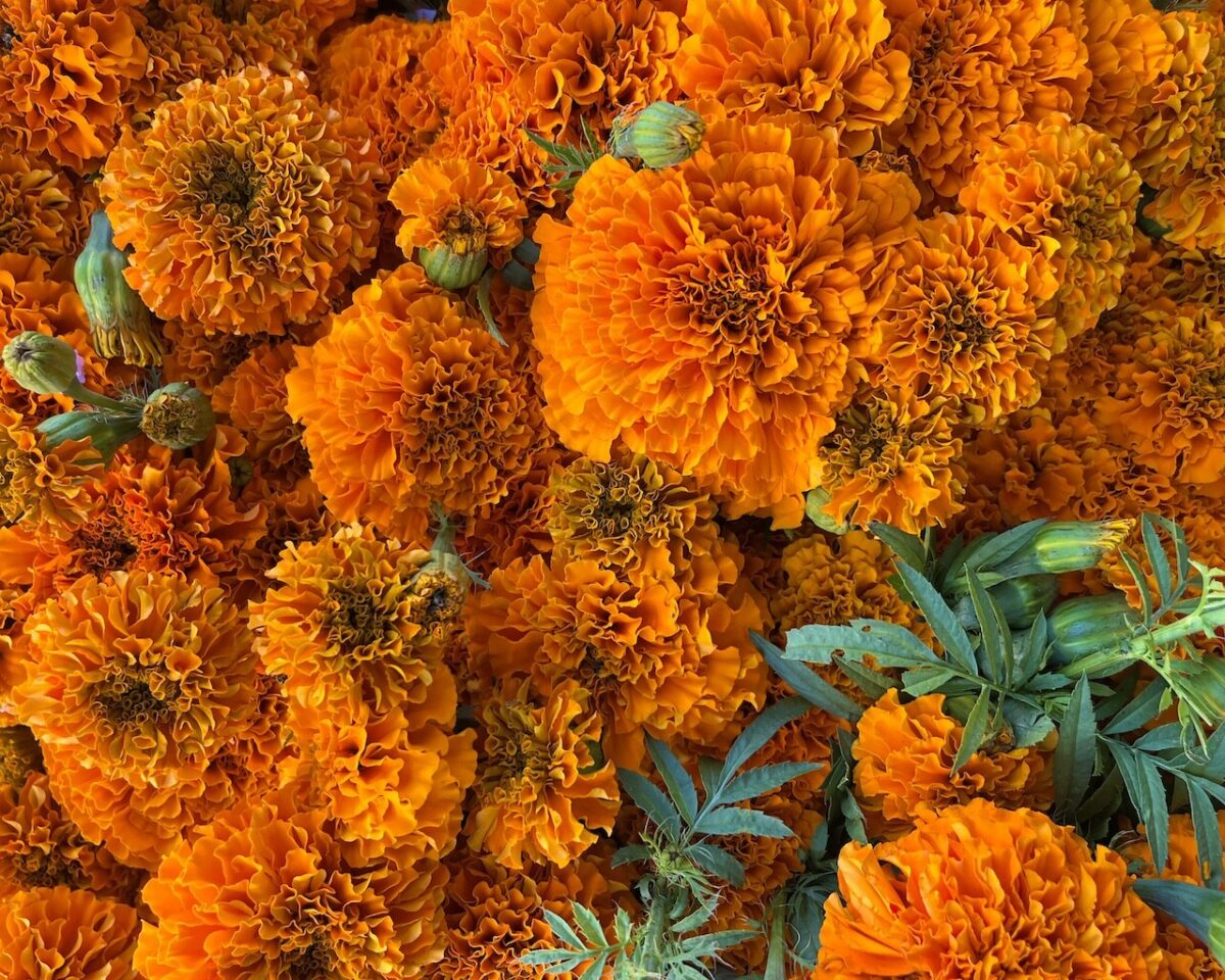 Flowers for Dia de Muertos