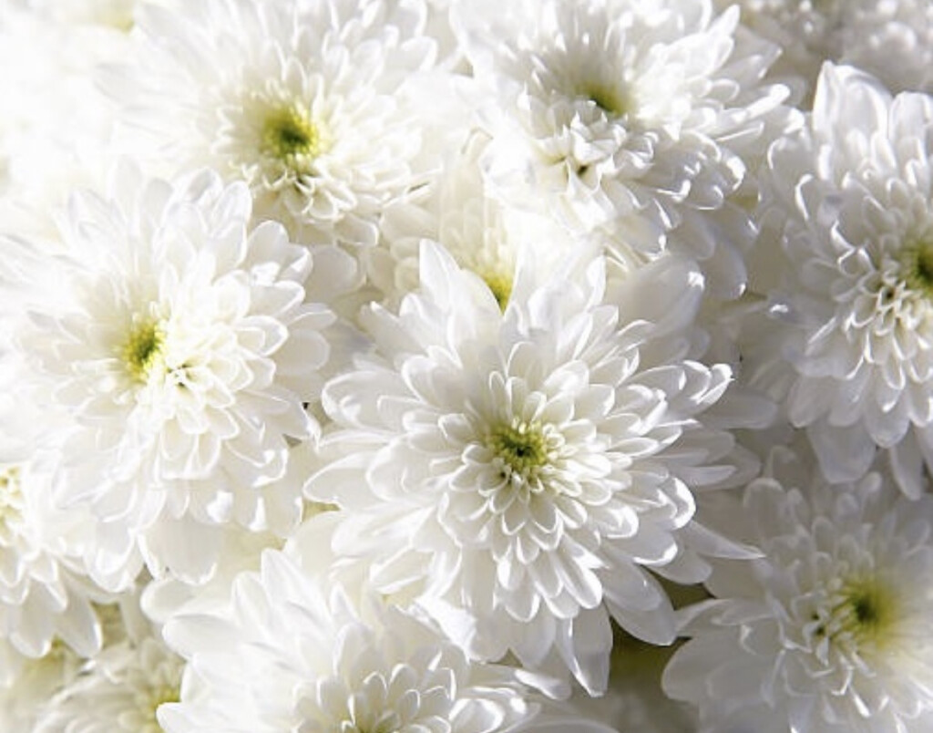 chrysanthemum flower day of the dead