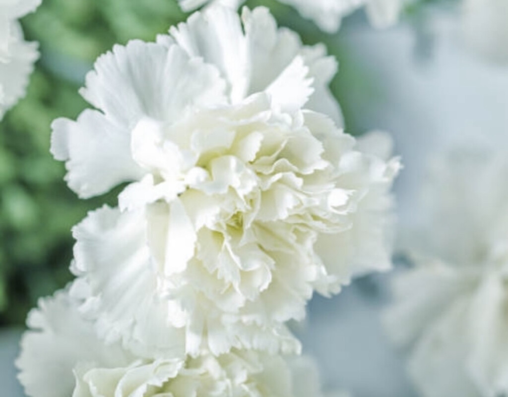 Carnations Day of the Dead Flowers