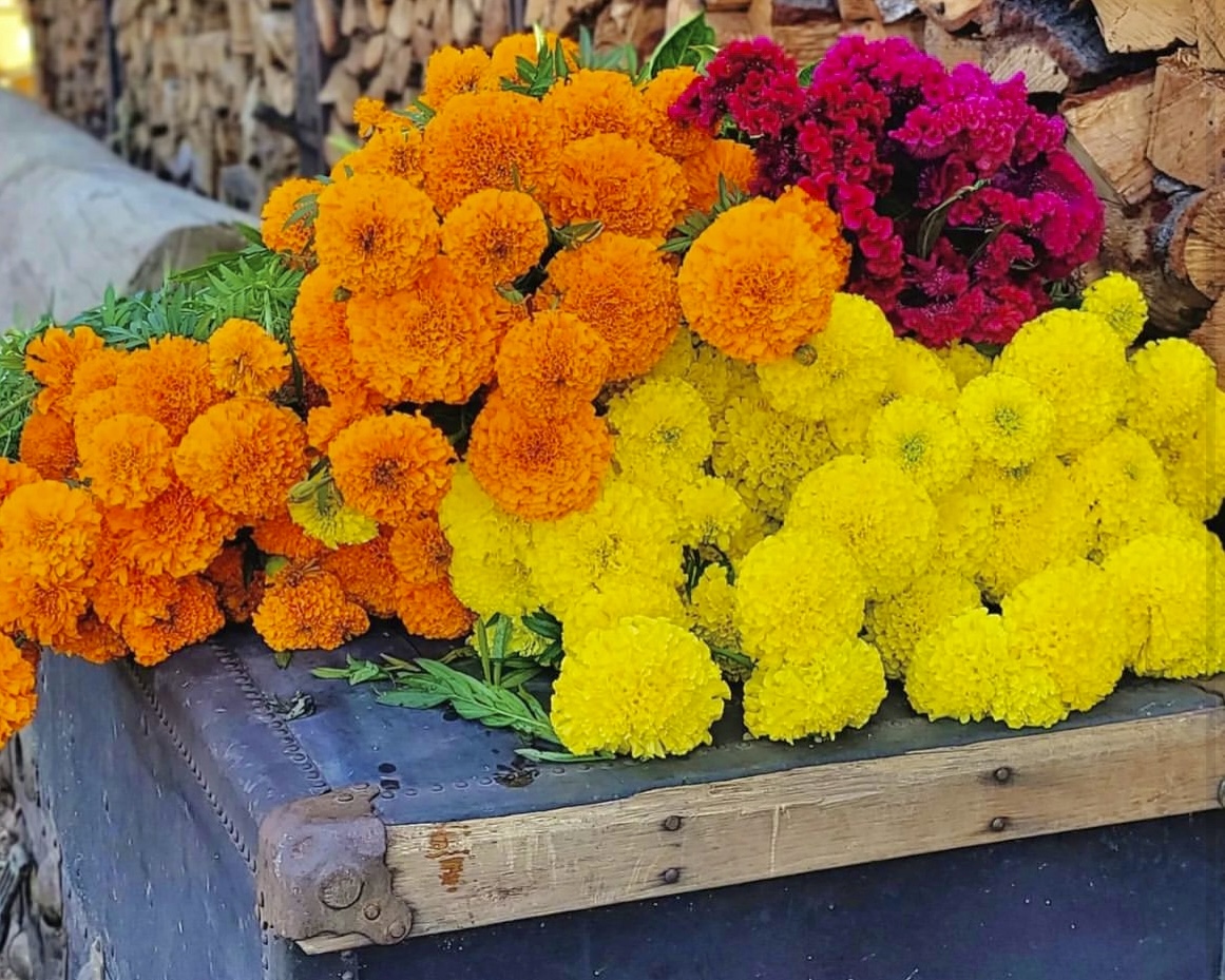 Foto de Flor de terciopelo para Dia de Muertos do Stock